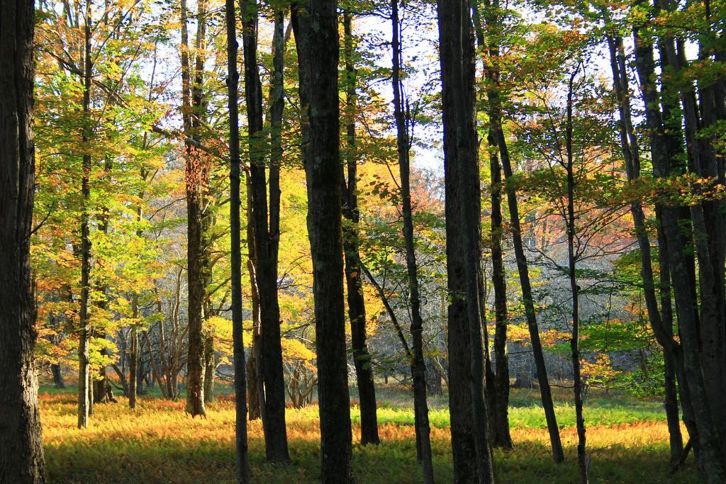 Canaan Valley Resort State Park 데이비스 외부 사진